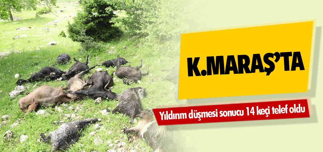 Kahramanmaraş'ta yıldırım düşmesi sonucu 14 keçi telef oldu