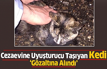 Cezaevine Uyuşturucu Taşıyan Kedi Yakalandı